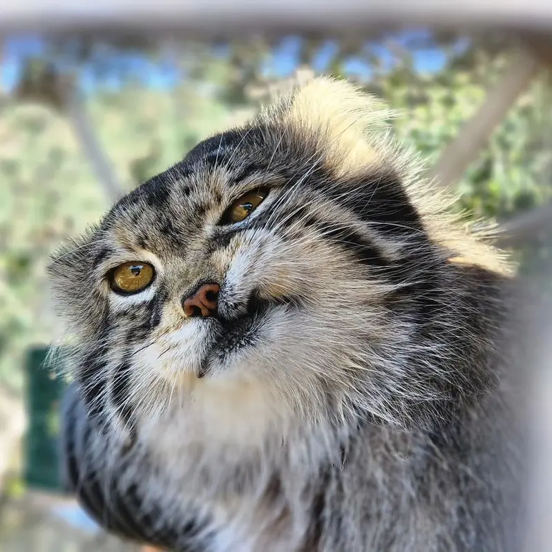 プロジェクト・サバイバルズ・キャット・ヘイブンのマヌルネコのガラブ