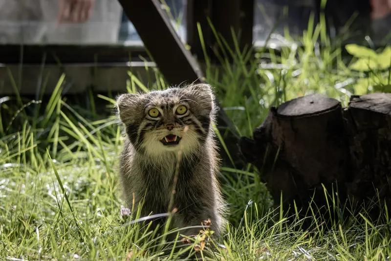 モスクワ動物園のティモフェイの写真
