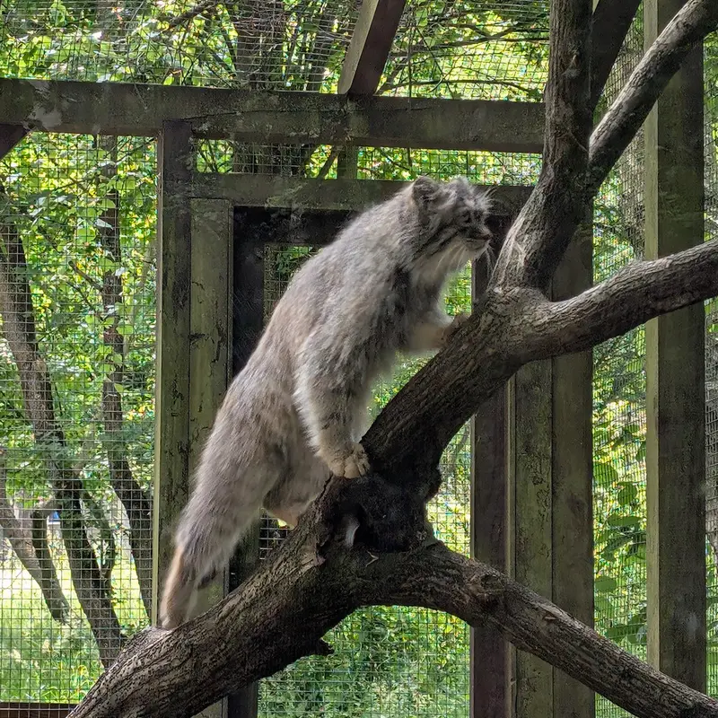 コシツェ動物園のアイセンの写真