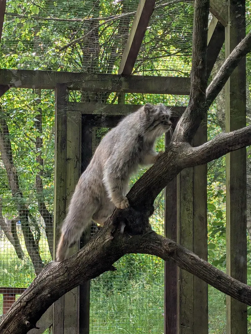 コシツェ動物園のアイセンの写真