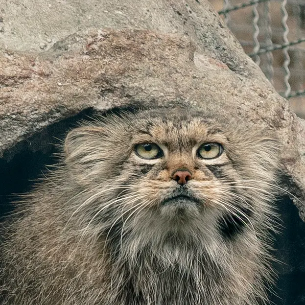 リトアニア動物園のメリッサの写真