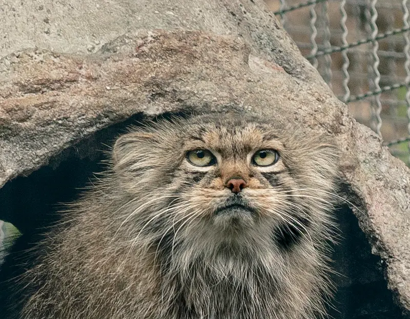リトアニア動物園のメリッサの写真