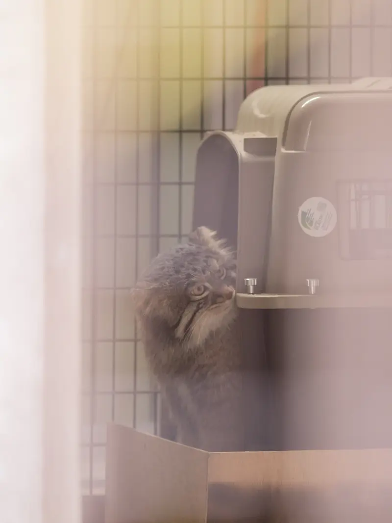 野毛山動物園のフィーガの写真