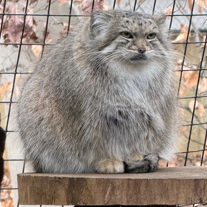 スミソニアン国立動物園のアカルの写真