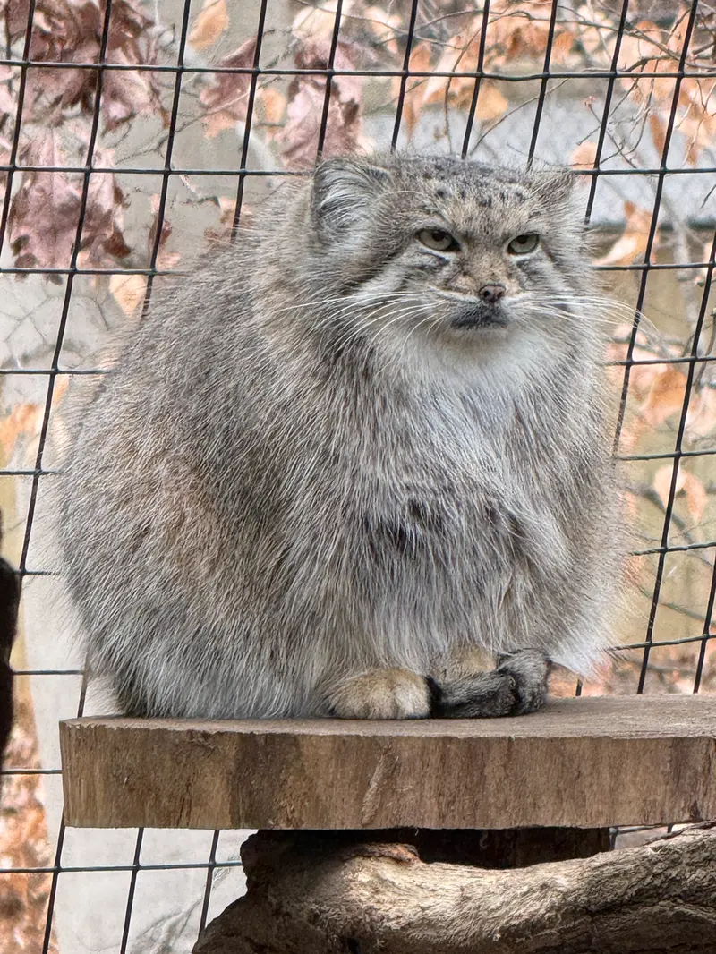 スミソニアン国立動物園のアカルの写真