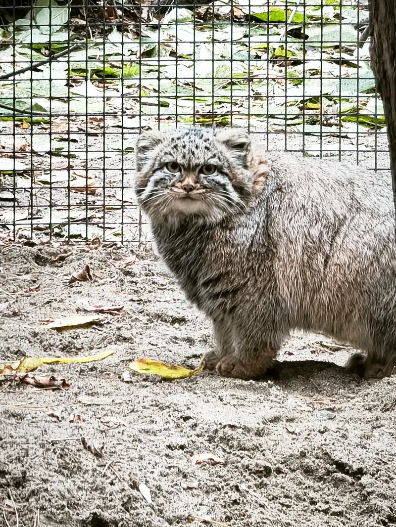 ノヴォシビルスク動物園のジョルジェットの写真