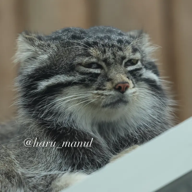 神戸どうぶつ王国のナルの写真