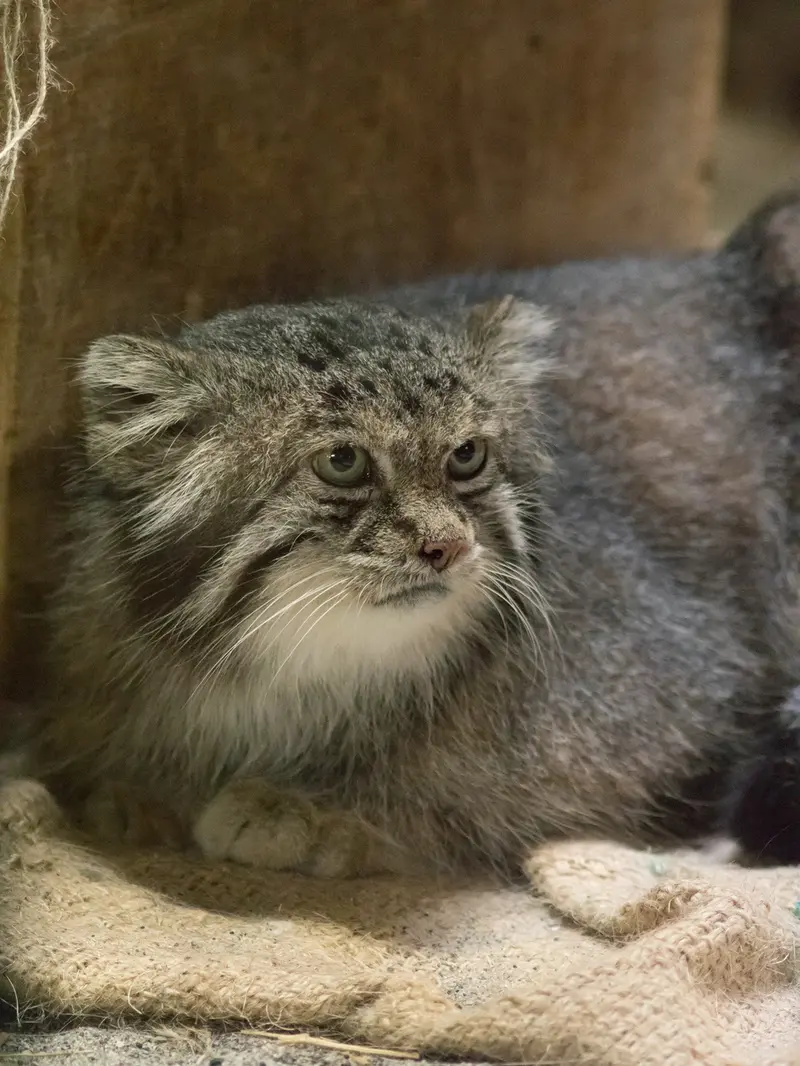 恩賜上野動物園のクリョンの写真