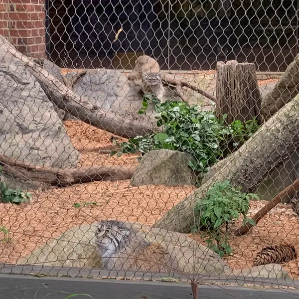 プロスペクト・パーク動物園のバトゥとサルナイの写真