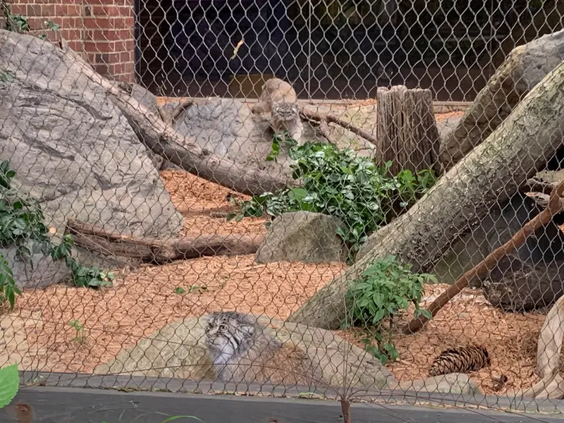 プロスペクト・パーク動物園のバトゥとサルナイの写真