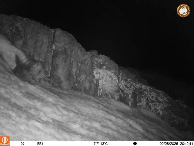 アクタス＝クンコラ［新］カメラトラップで撮影したOtocolobus manul manulの写真