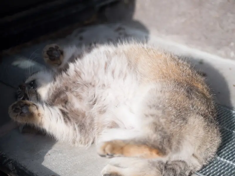 旭山動物園のグルーシャの写真