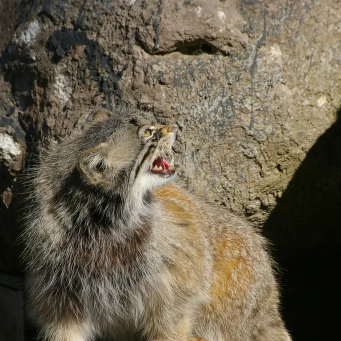 パルケン動物園のベニーの写真