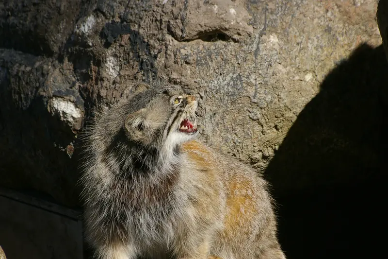 パルケン動物園のベニーの写真