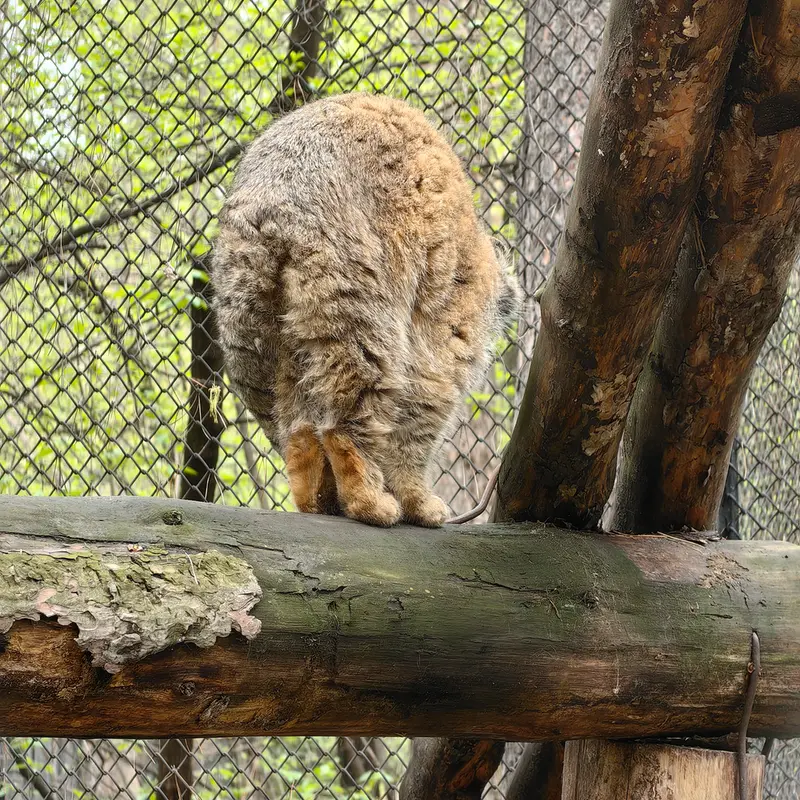 ノヴォシビルスク動物園のジョージの写真