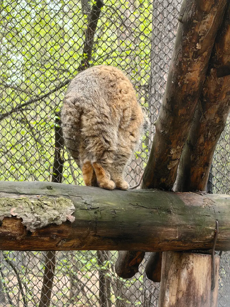 ノヴォシビルスク動物園のジョージの写真