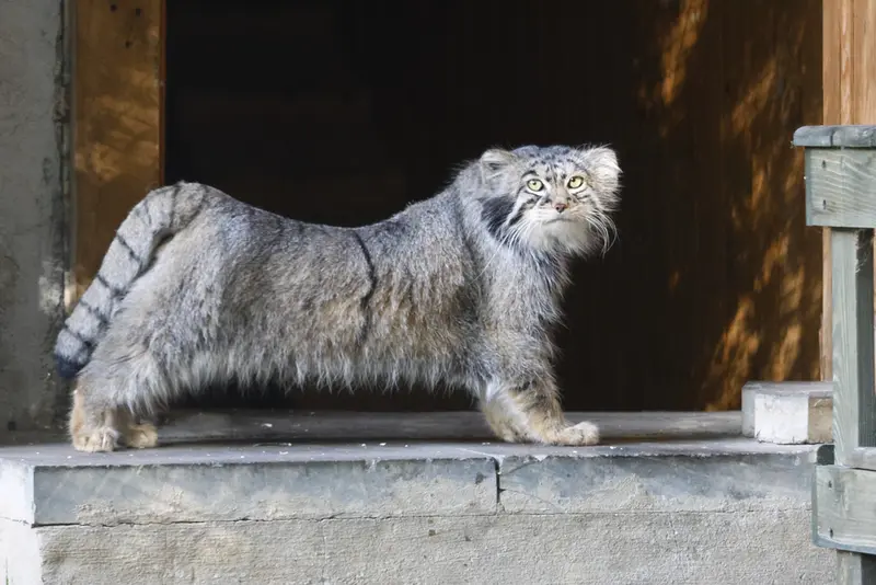 モスクワ動物園のティモフェイの写真