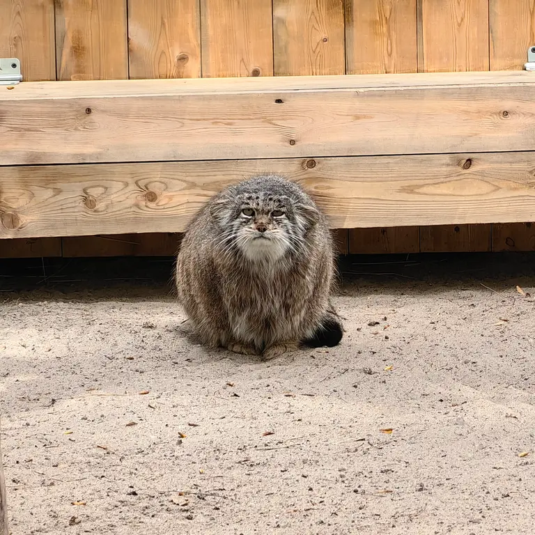 ノヴォシビルスク動物園のミアの写真
