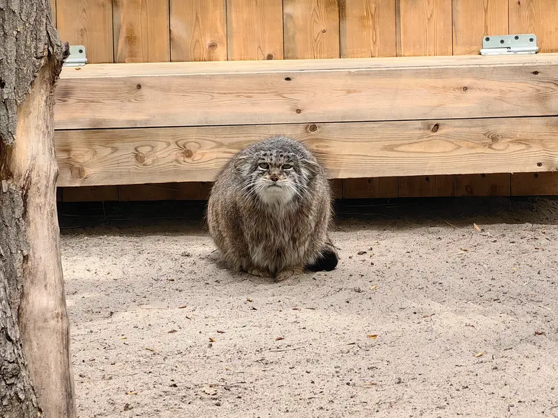 ノヴォシビルスク動物園のミアの写真
