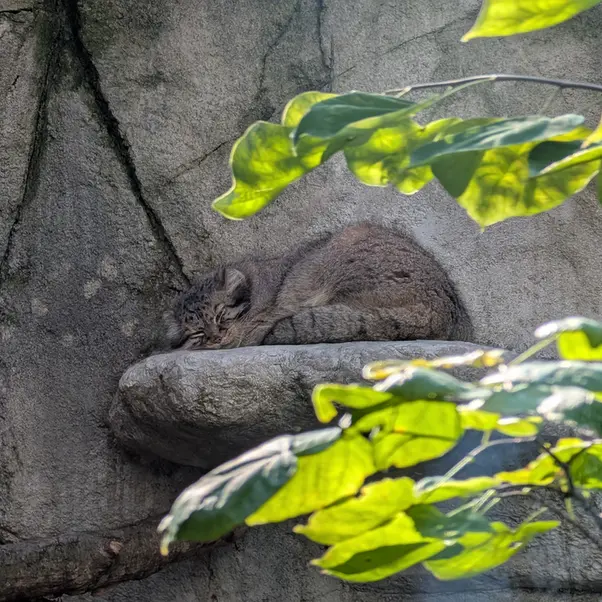 コロンバス動物園・水族館のティーナの写真