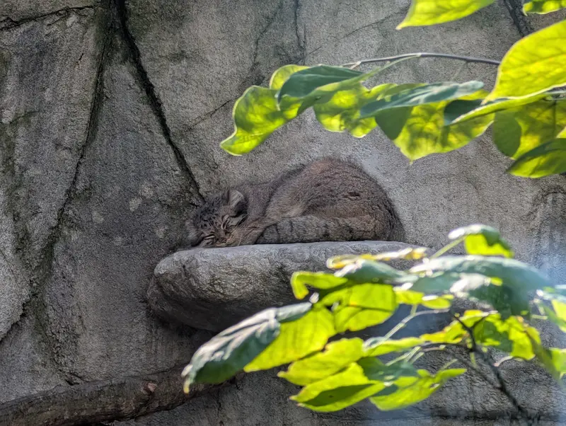 コロンバス動物園・水族館のティーナの写真