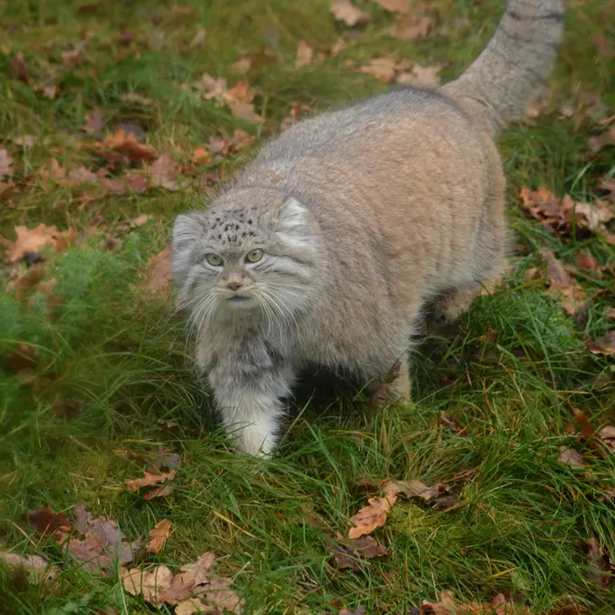 パルケン動物園のベニーの写真
