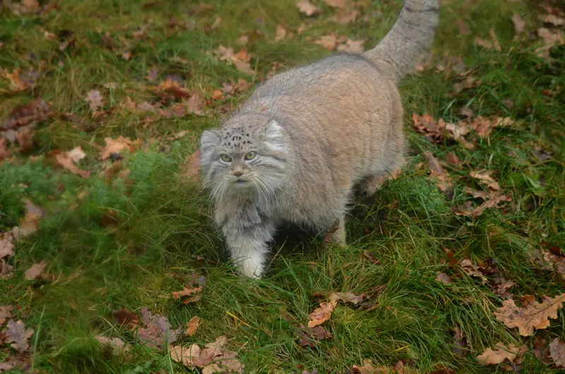 パルケン動物園のベニーの写真