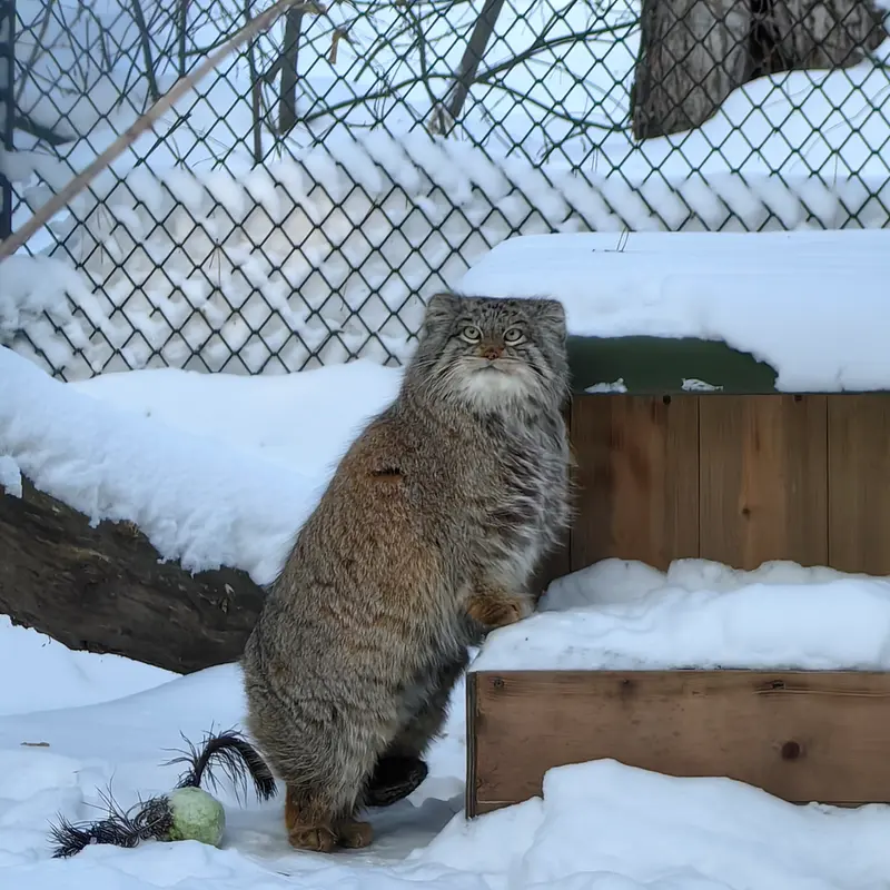 ノヴォシビルスク動物園のスネジンカの写真