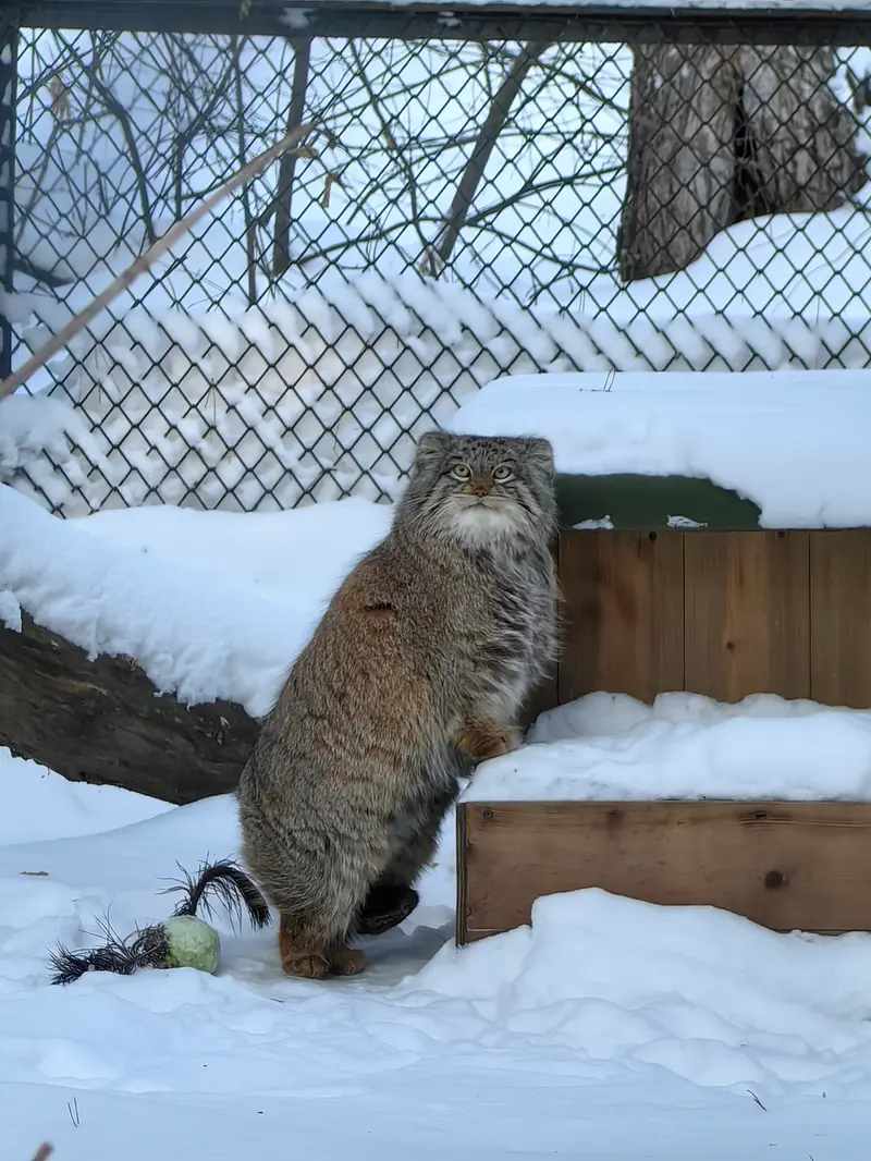 ノヴォシビルスク動物園のスネジンカの写真