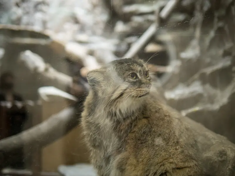 恩賜上野動物園のプリームラの写真