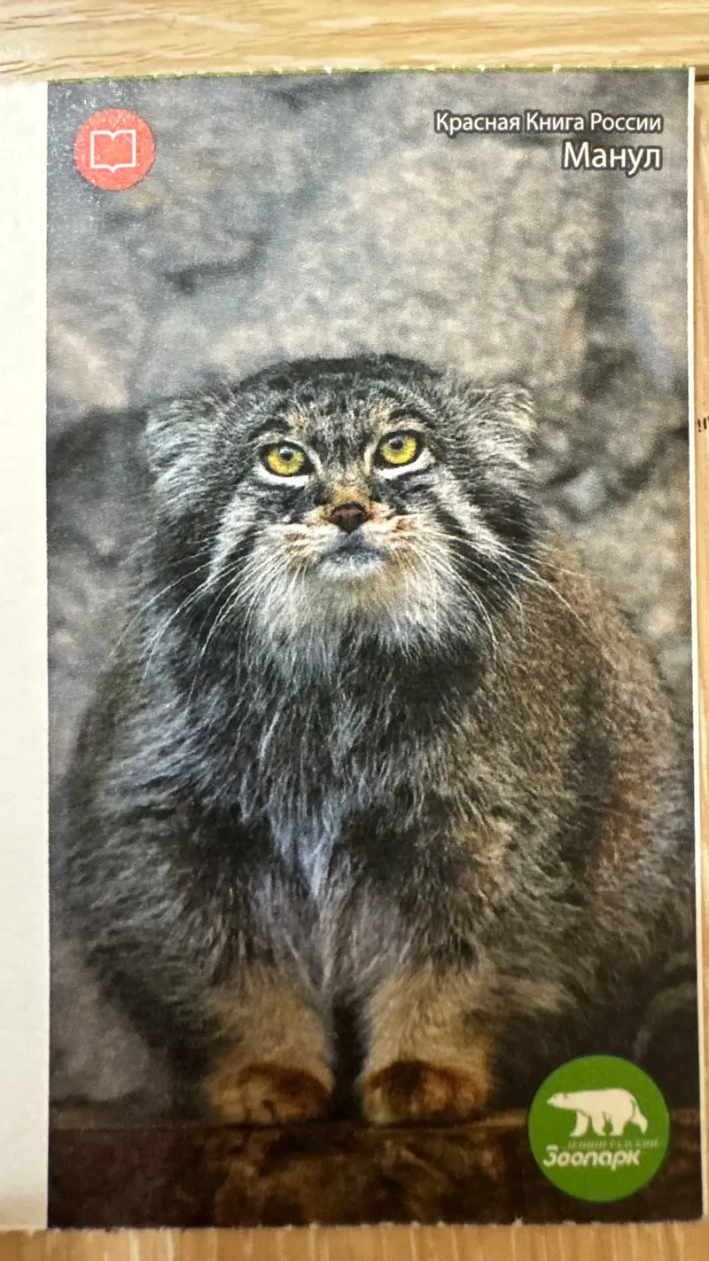 レニングラード動物園のマヌルネコの写真