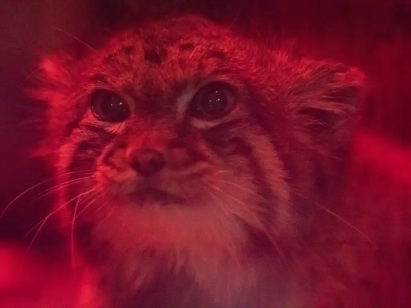 恩賜上野動物園のナイマの写真