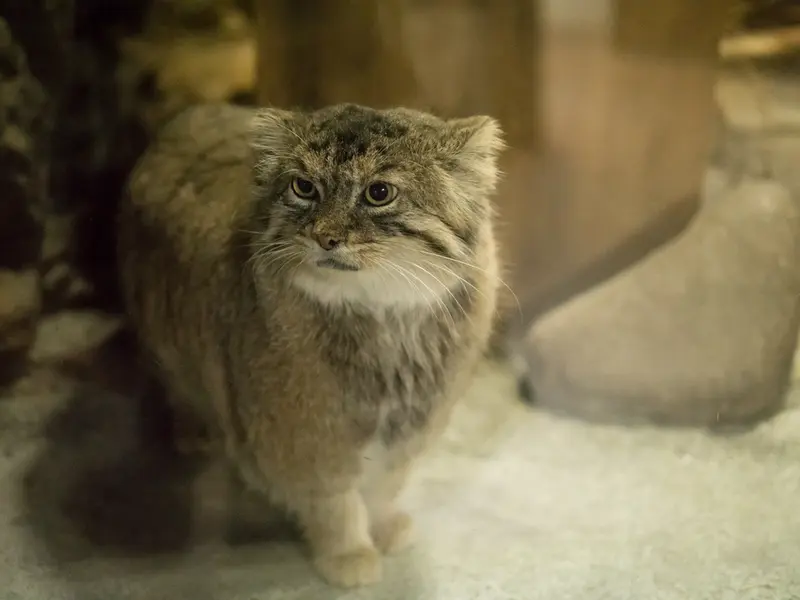 恩賜上野動物園のプリームラの写真