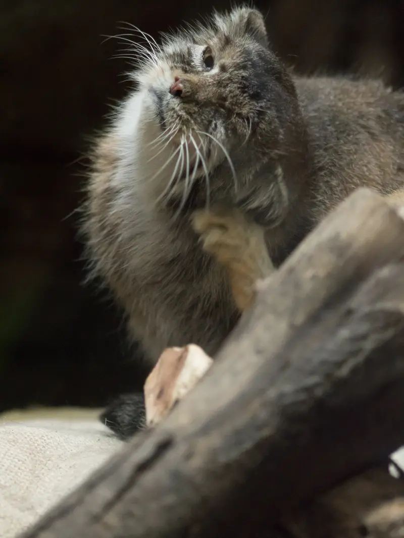 恩賜上野動物園のプリームラの写真