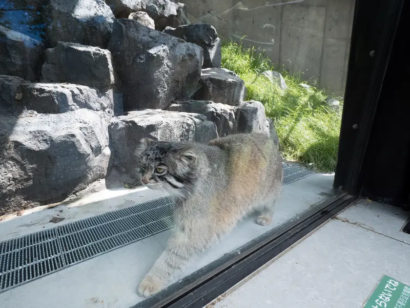 旭山動物園のグルーシャの写真