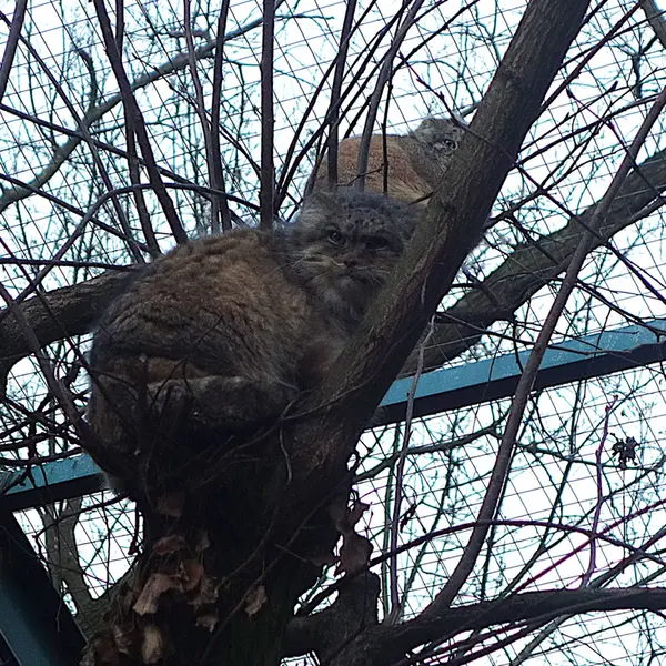 ウッチ動物園のパッツォとマヌエラの写真