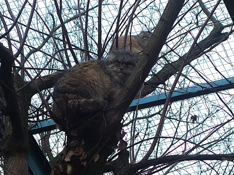 ウッチ動物園のパッツォとマヌエラの写真