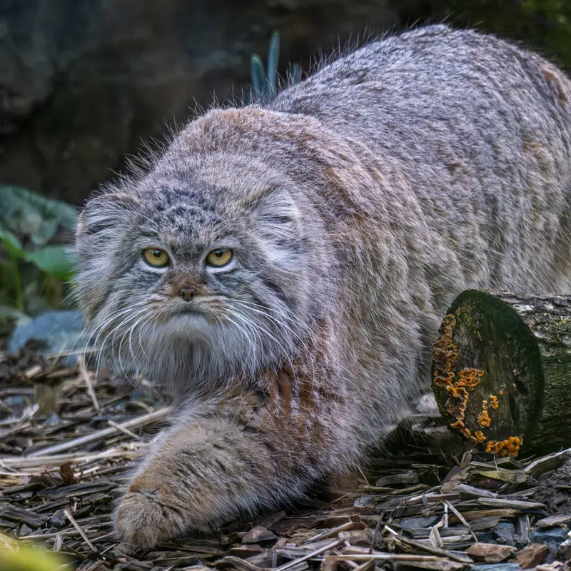トレゴムール動物園のイウォークの写真
