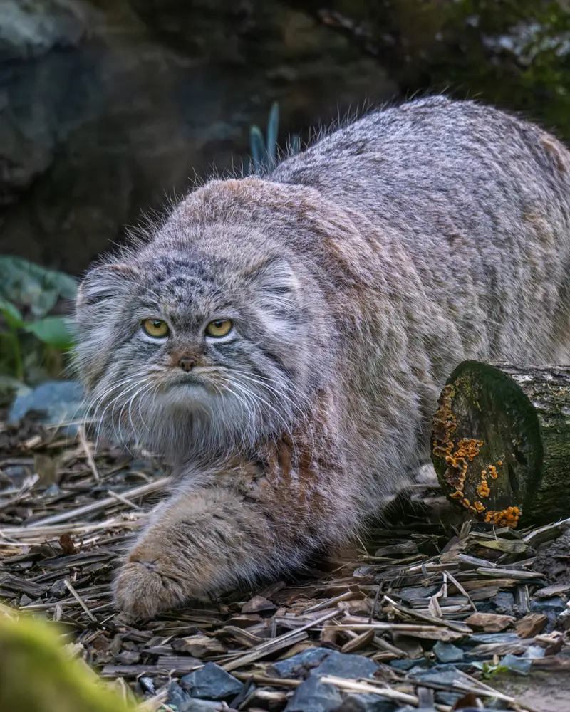 トレゴムール動物園のイウォークの写真