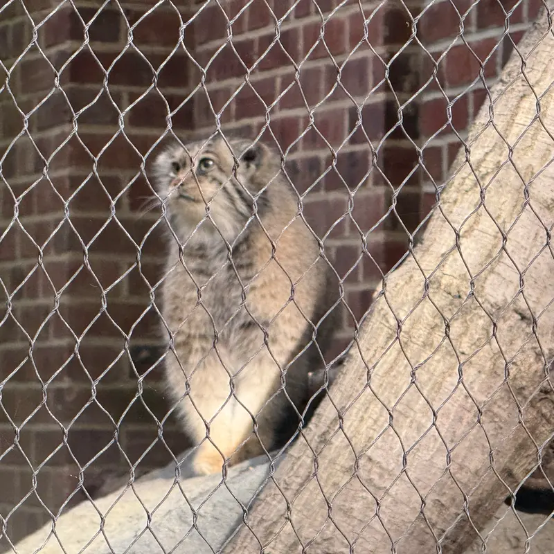 プロスペクト・パーク動物園のサルナイの写真