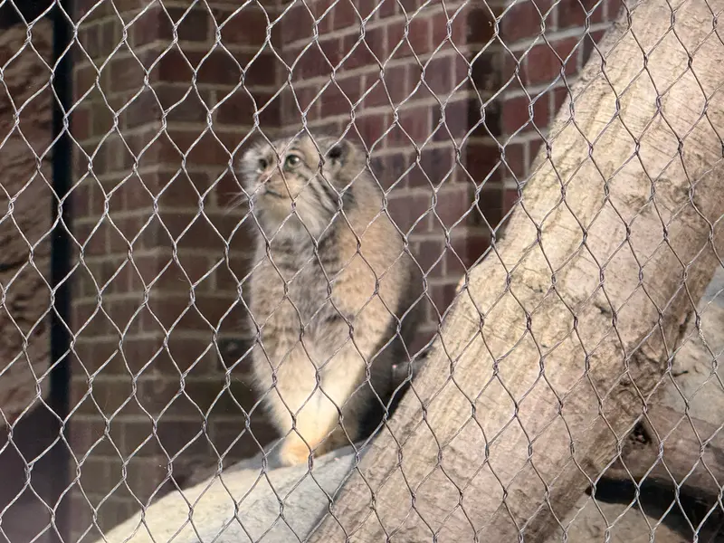 プロスペクト・パーク動物園のサルナイの写真