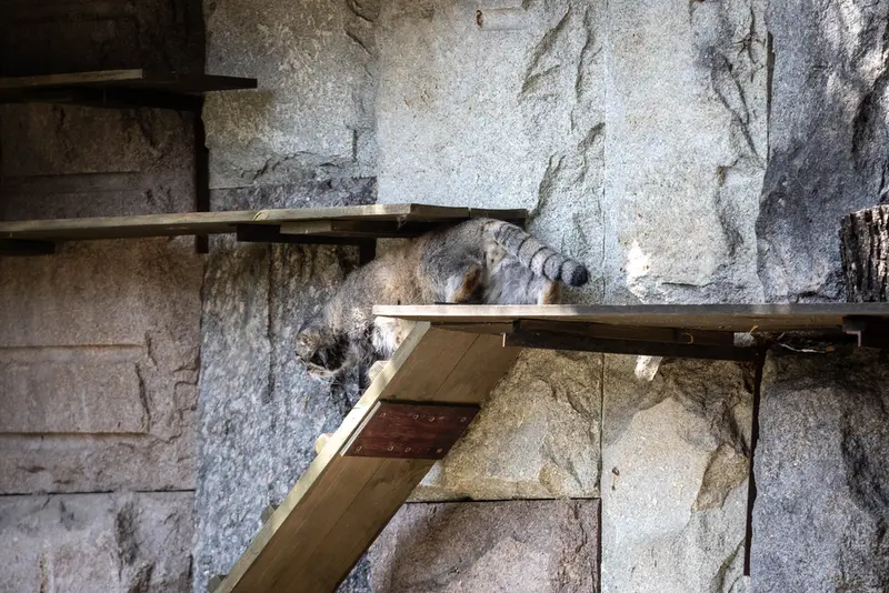 モスクワ動物園のティモフェイの写真