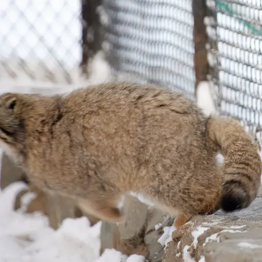 ノヴォシビルスク動物園のスネジンカの写真