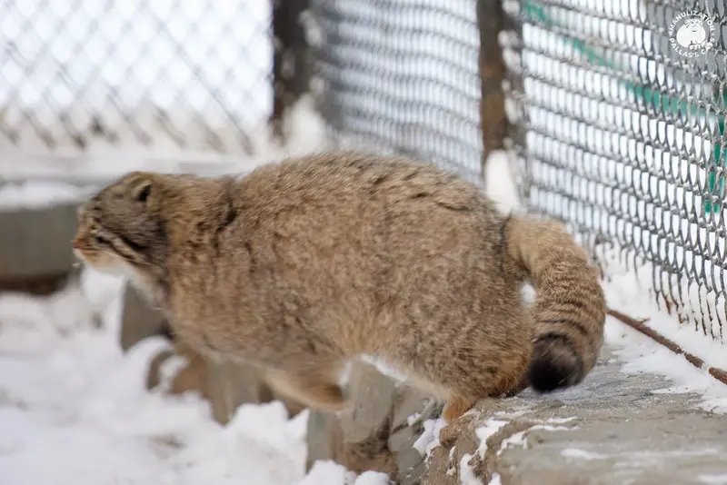 ノヴォシビルスク動物園のスネジンカの写真