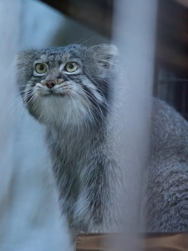 野毛山動物園のフィーガの写真