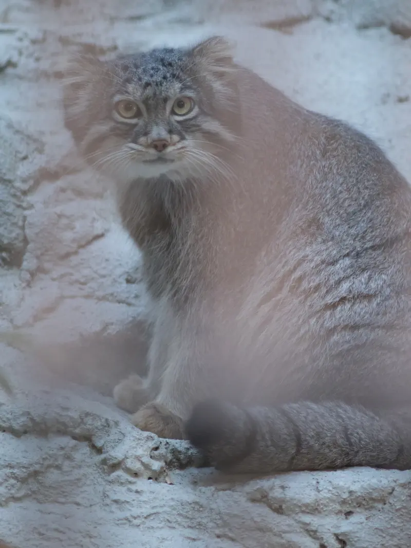 野毛山動物園のフィーガの写真