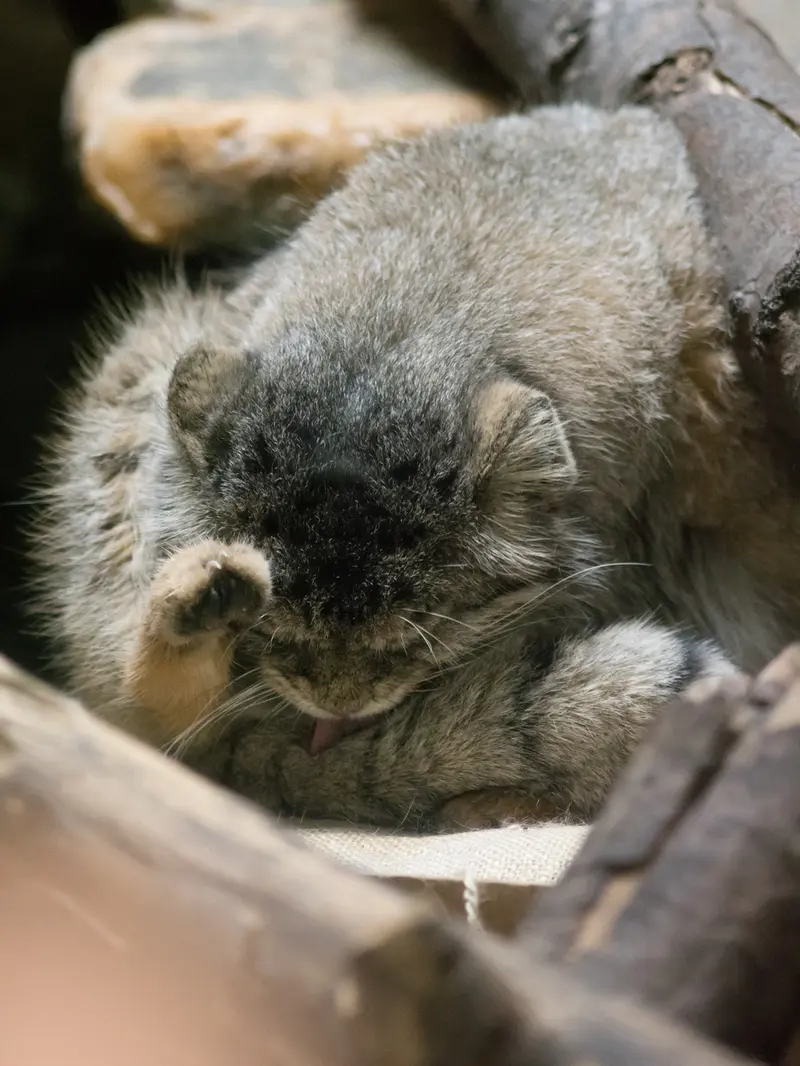 恩賜上野動物園のプリームラの写真