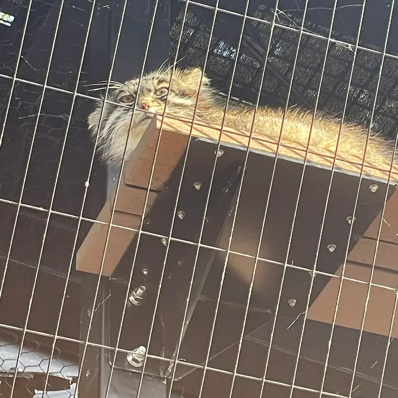 旭山動物園のグルーシャの写真