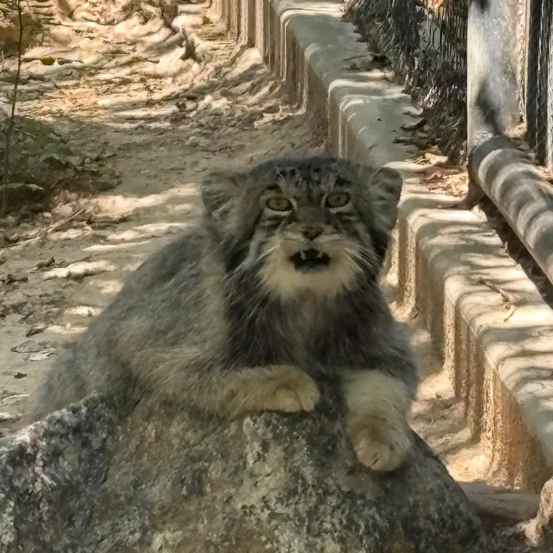 プエブロ動物園のタイ・チーの写真