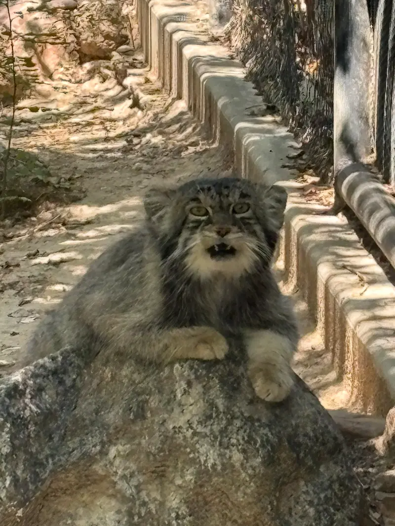 プエブロ動物園のタイ・チーの写真